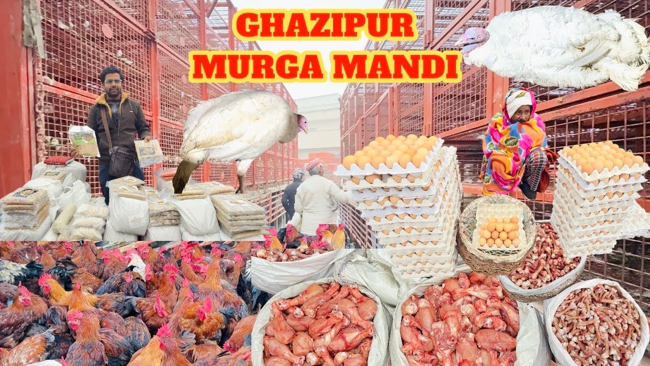 Delhi murga mandi rates today near me| ghazipur murga mandi directory price|गाज़ीपुर मुर्गा 🐓 मंडी |