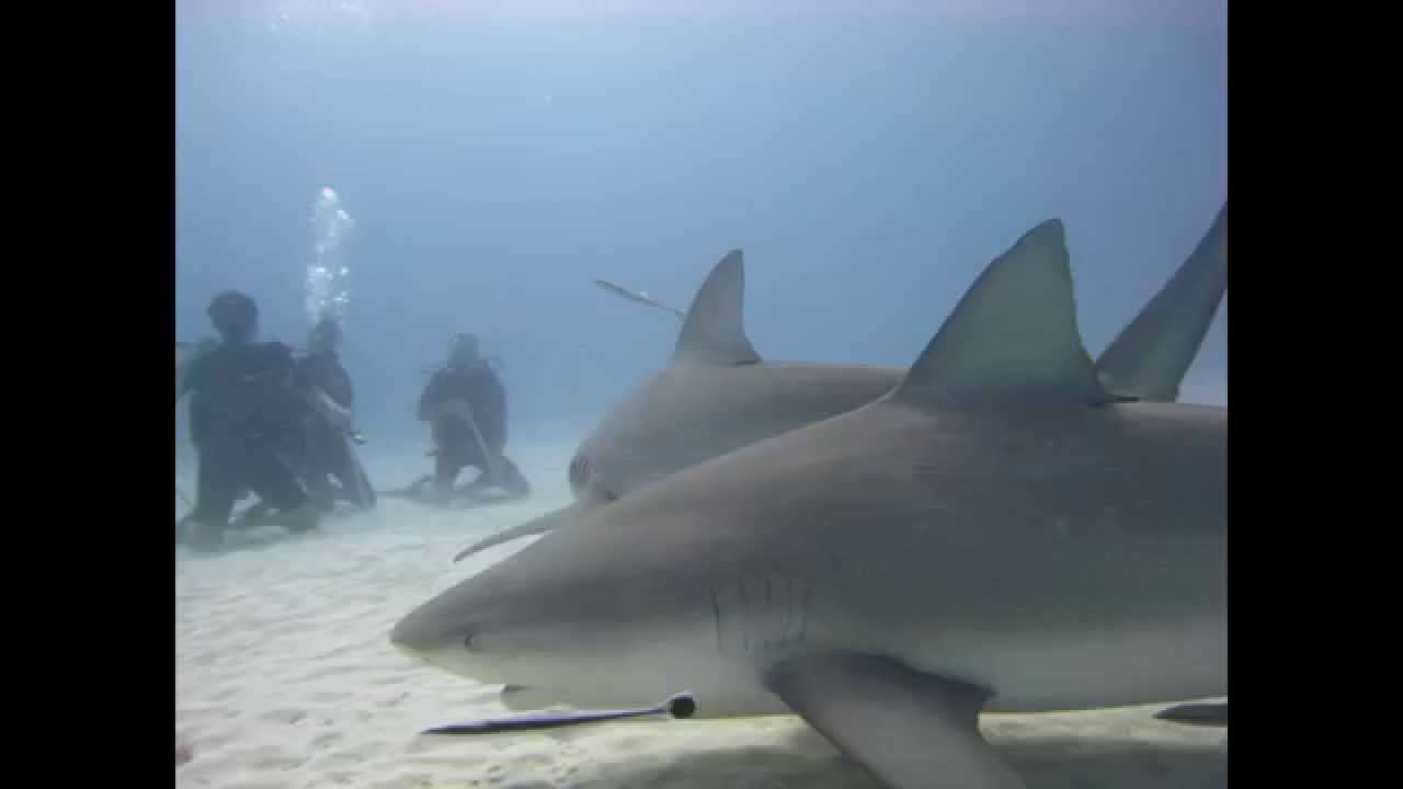 Shark attack.wmv