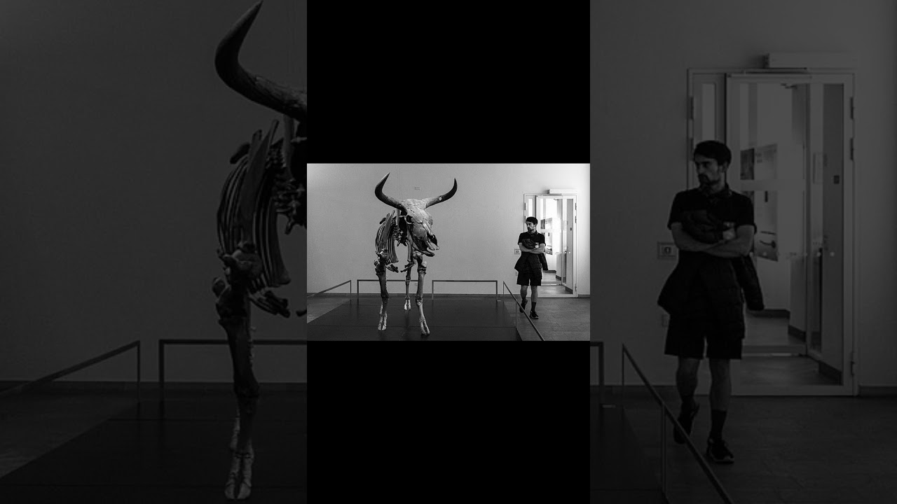 Aurochs #aurochs #extinction #animalshorts #cows #historyfacts #animalsong #extinctioncometh #cow