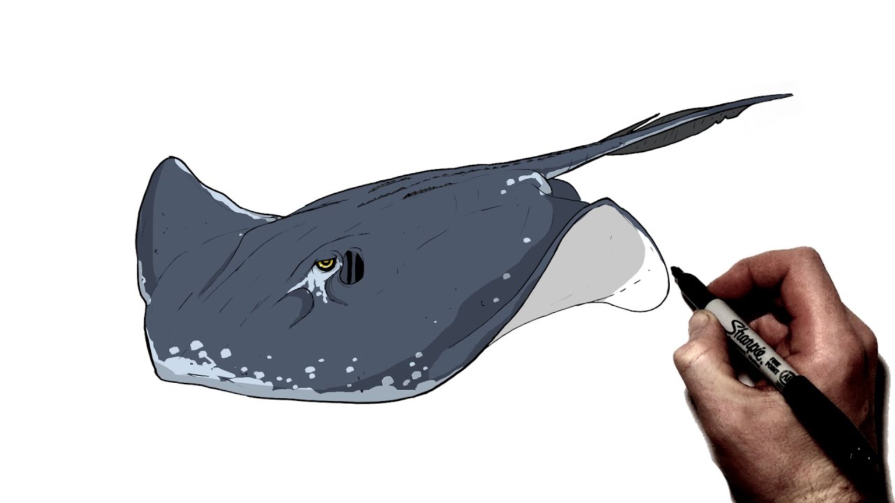 How To Draw A Stingray | Step By Step |