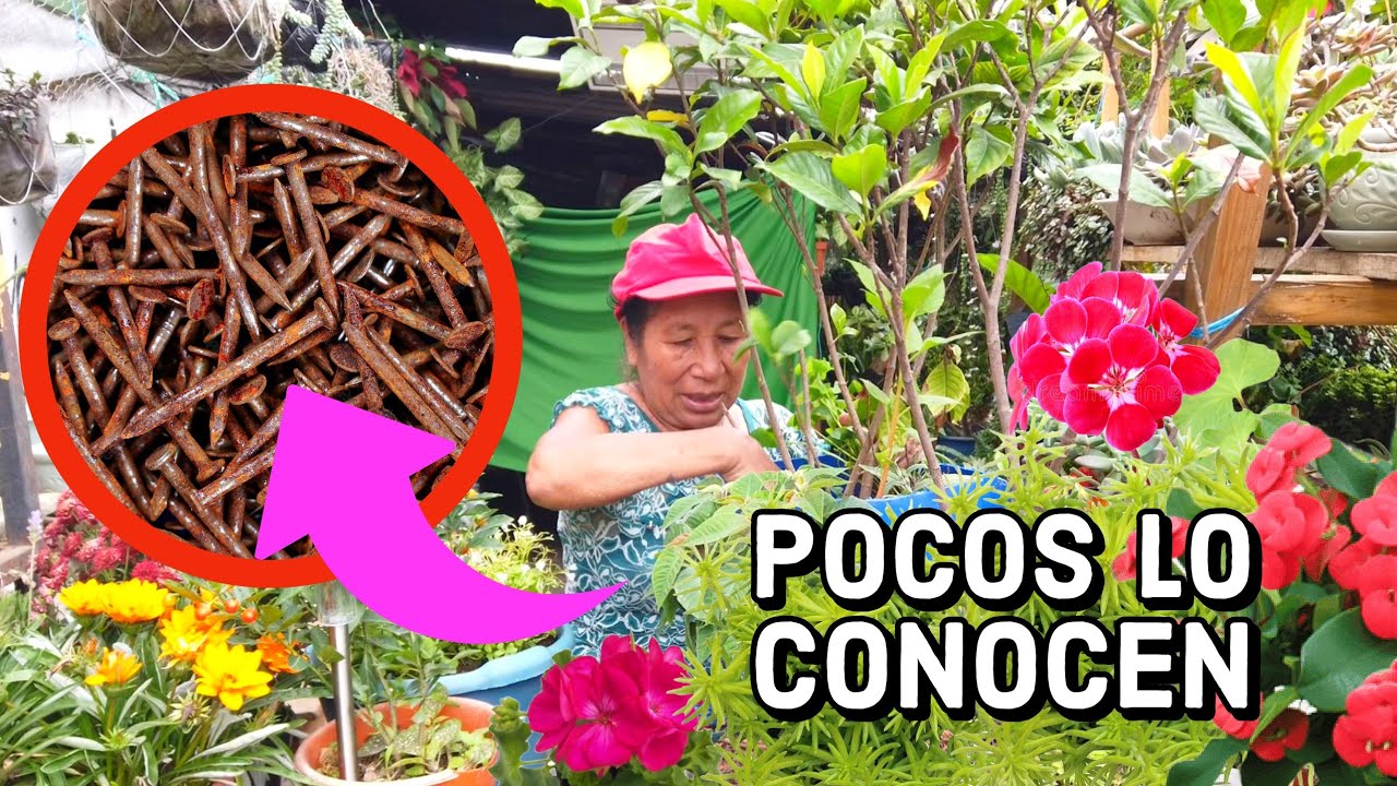CLAVOS  o MONEDAS en Tus PLANTAS Entierralos Y has Florecer tus Plantas - Abono casero CON EL HIERRO