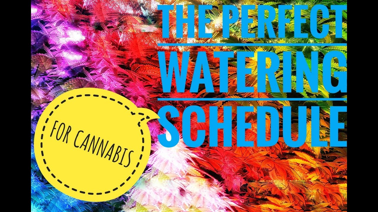 CANNABIS 101 THE PERFECT WATERING SCHEDULE WITH LED LIGHTS