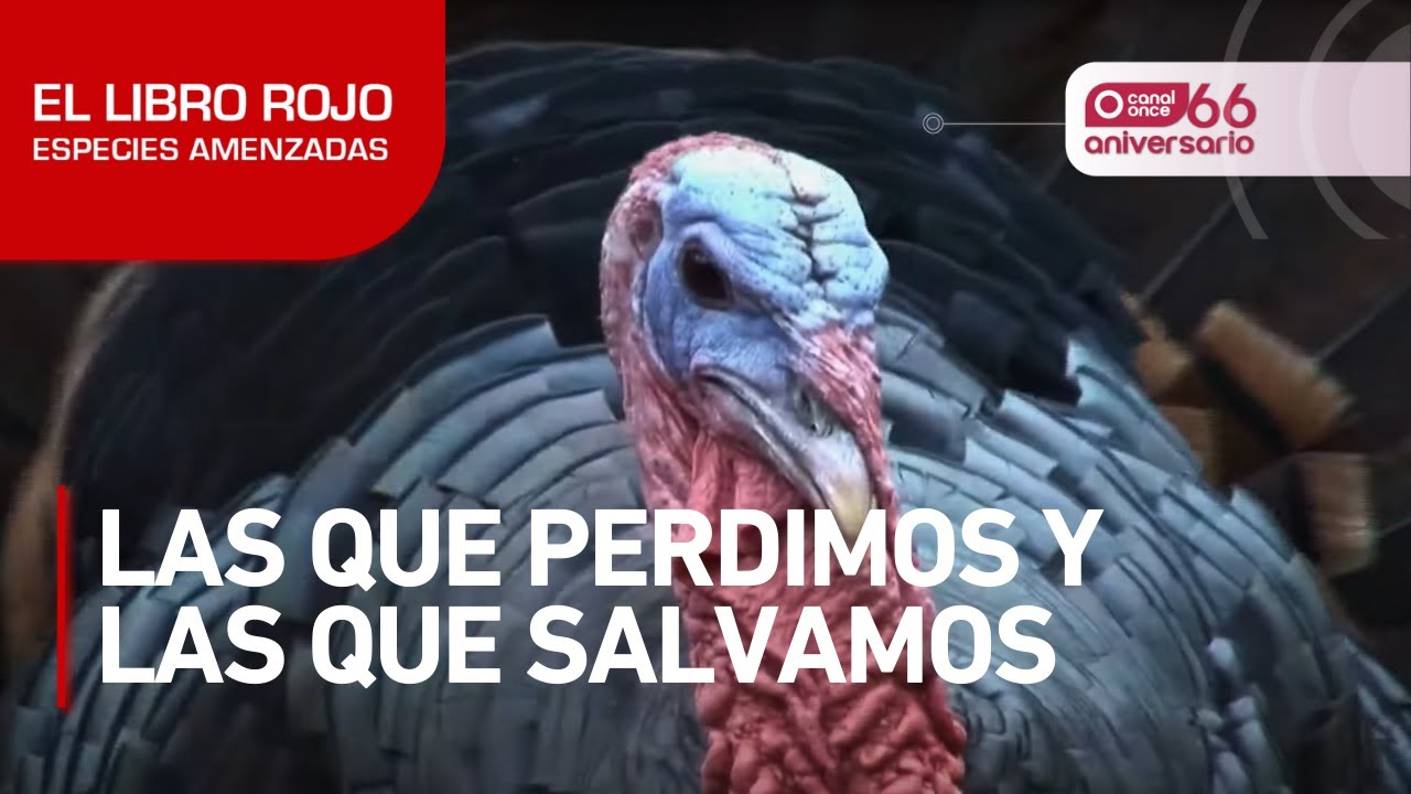 El libro rojo, Especies amenazadas - Las que perdimos y las que salvamos