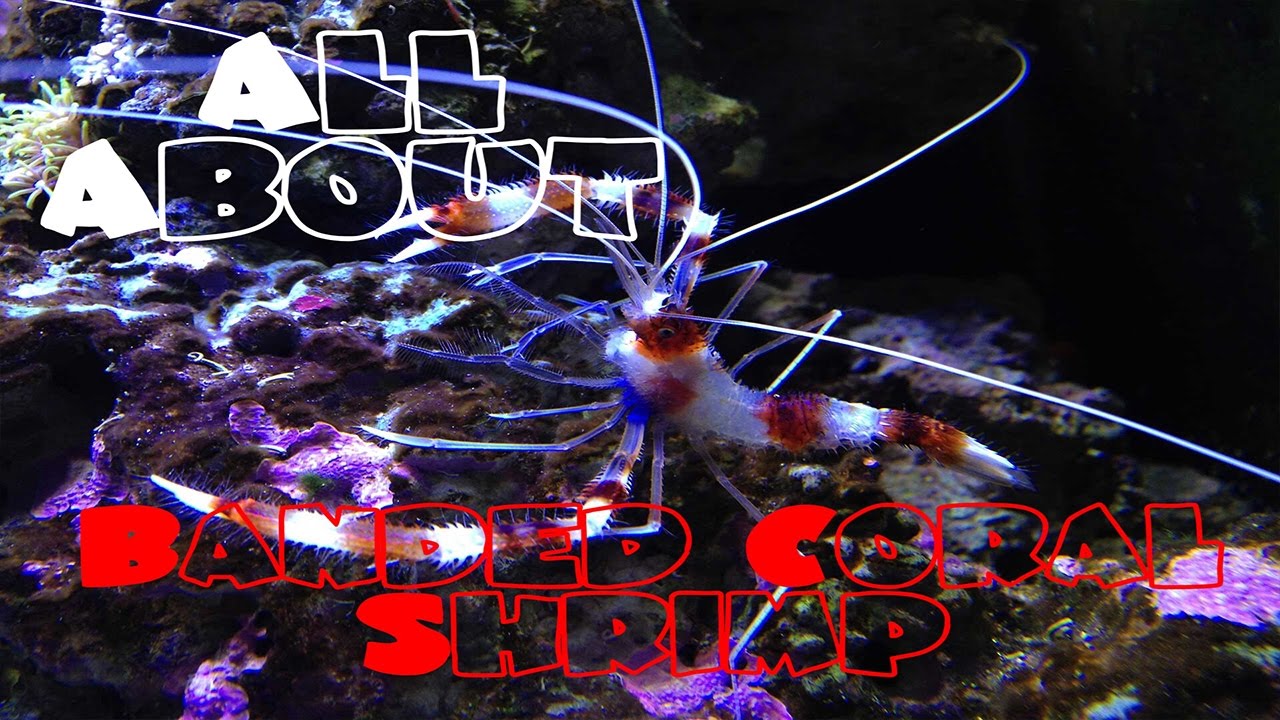 All About The Banded Coral Shrimp | Bristle Worm Killer