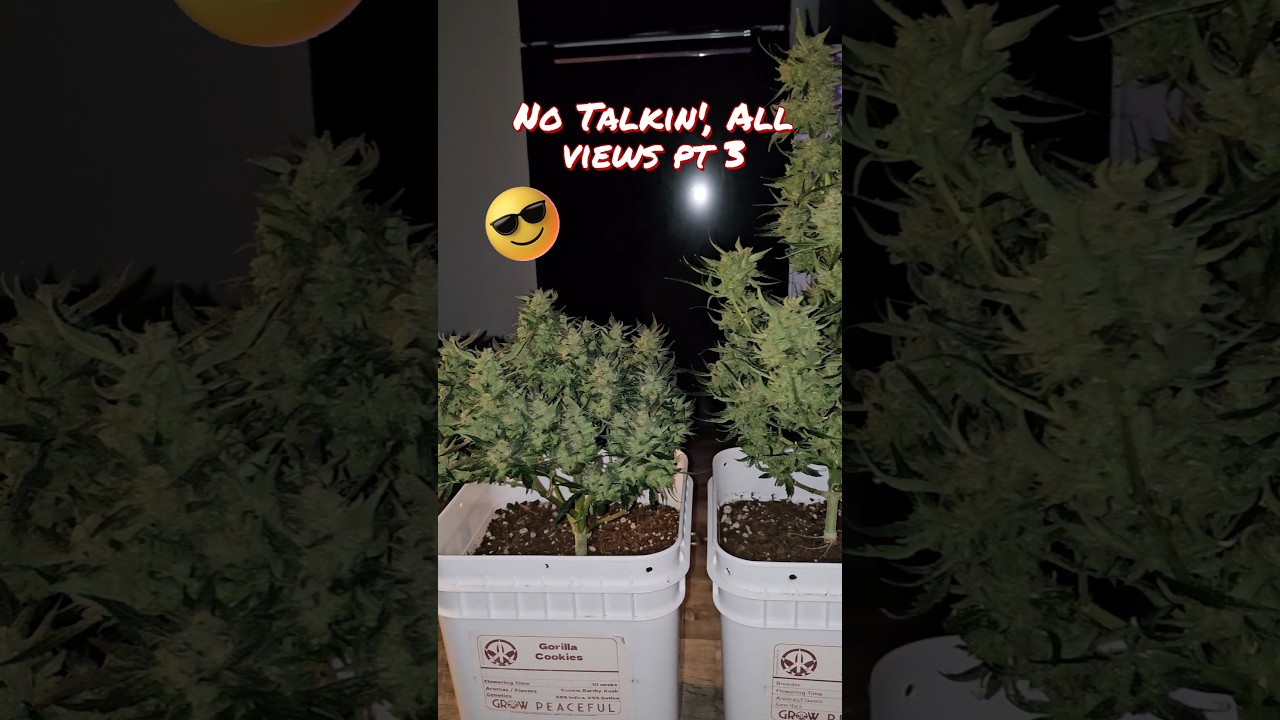 No talkin' 🤫 all views 😎 pt 3. Final short of these 2 beautiful Autoflowers before Harvest 💯