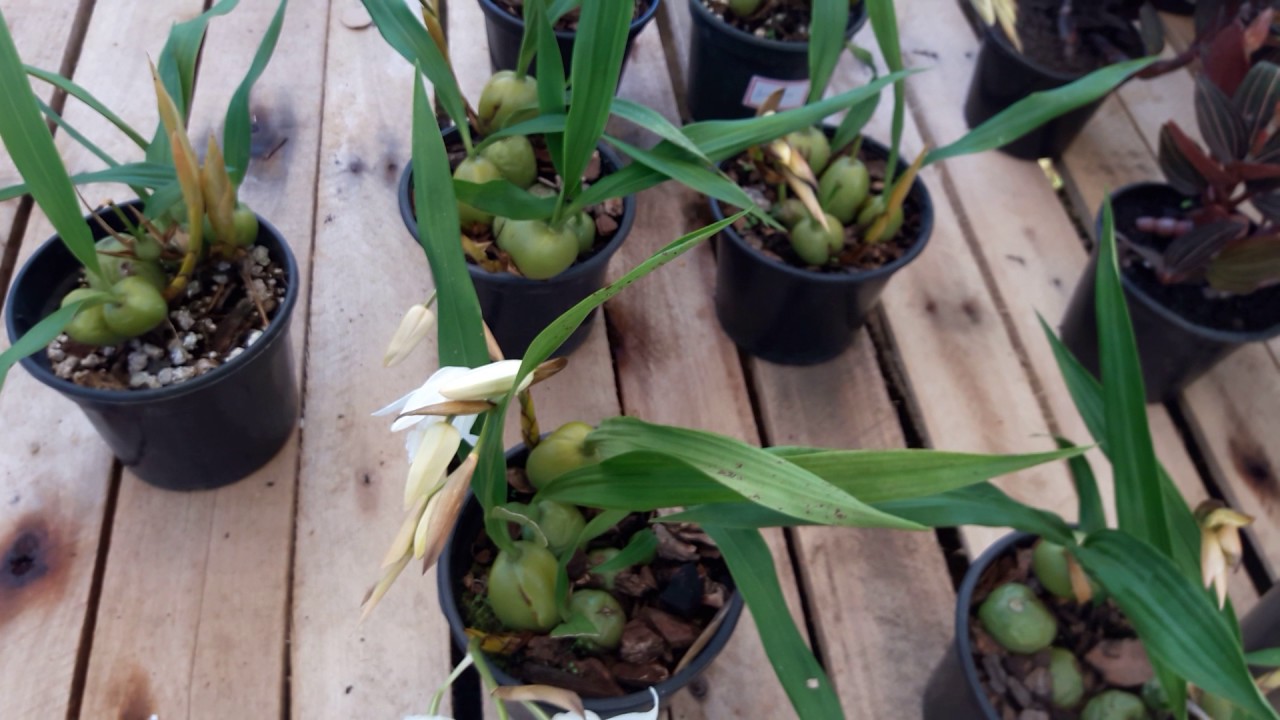 Coelogyne cristata