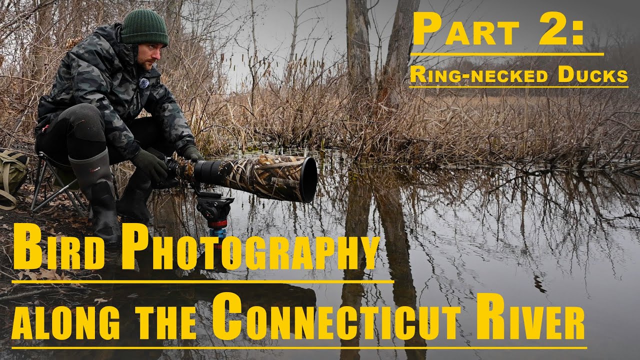 Bird Photography along the Connecticut River | Part 2: Ring-necked Ducks with the Nikon Z 9