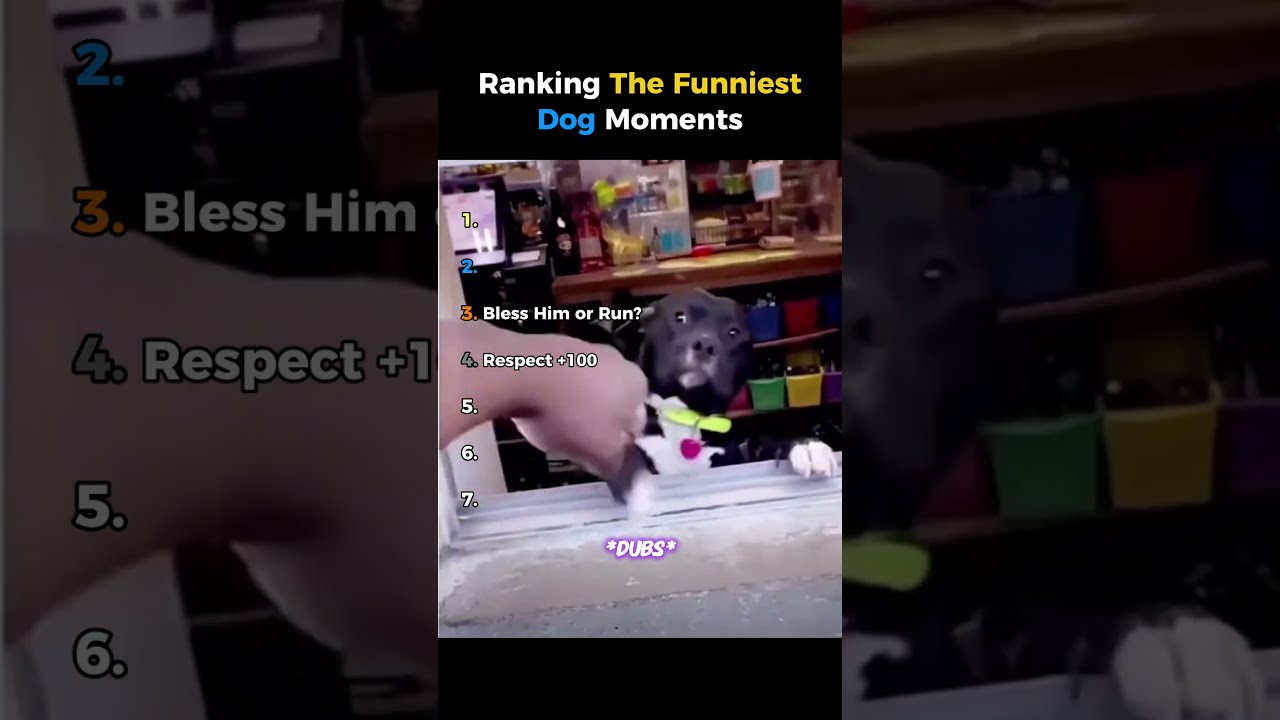 Ranking Funniest Dog Moments  #usa
