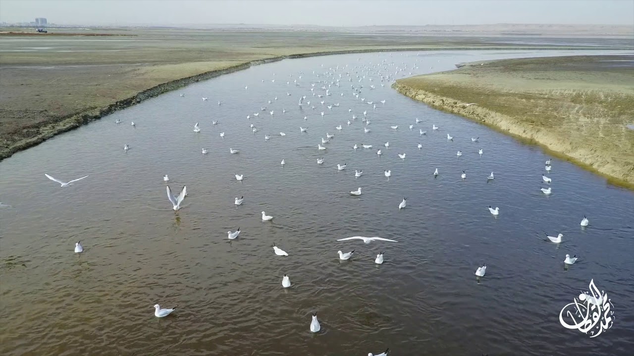 من طبيعة الكويت تصوير جوي