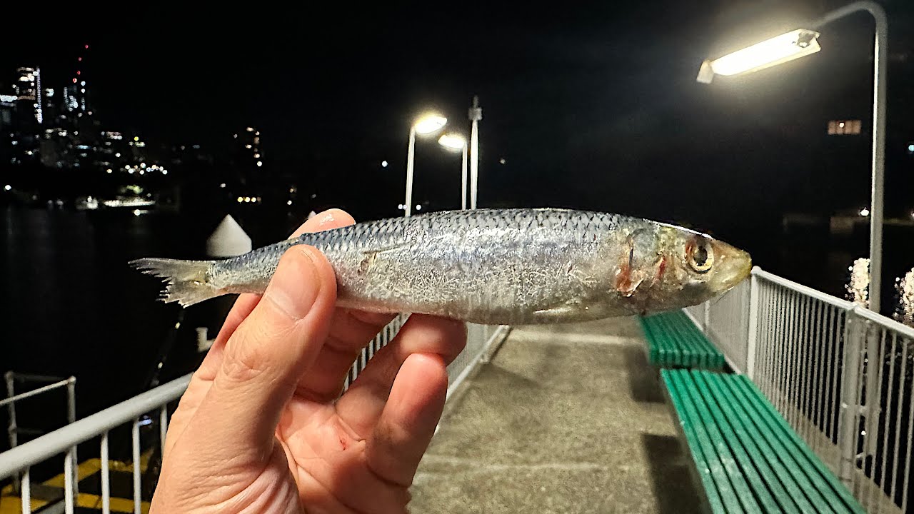 How to catch fish with pilchards! (at a wharf)