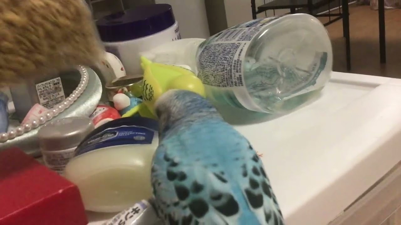 Watch until the end! 