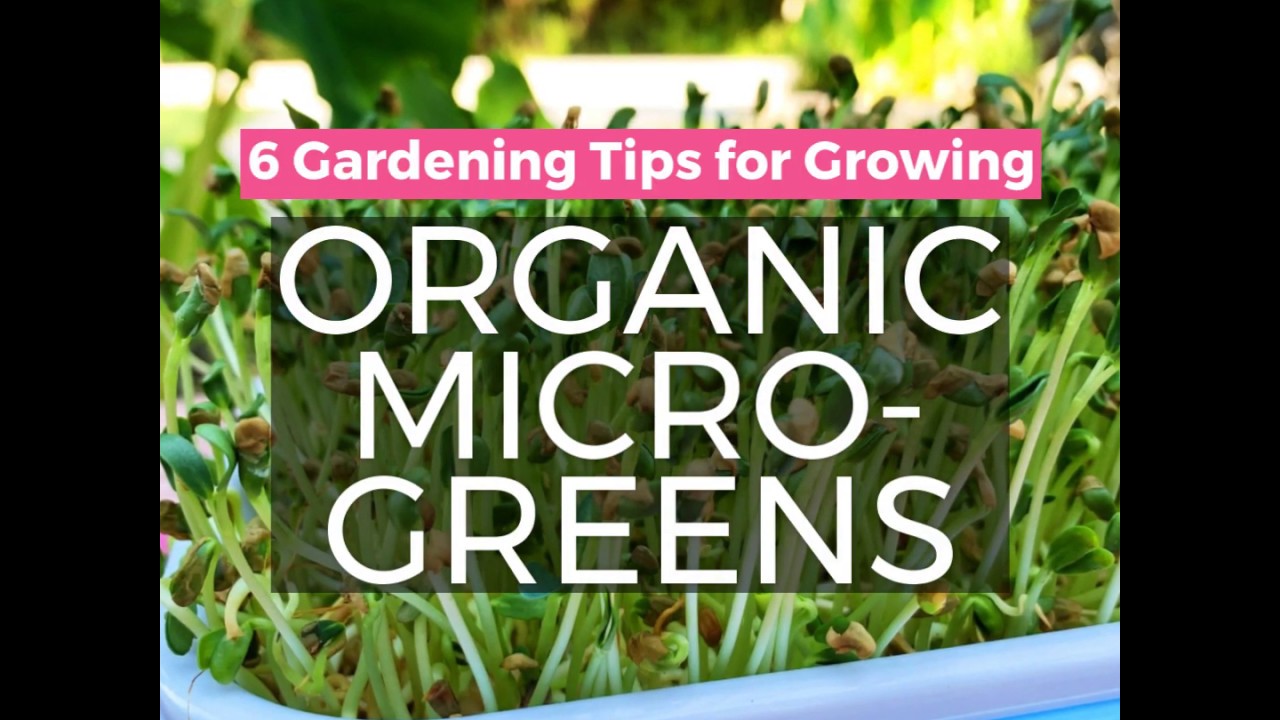 How to Grow Organic Microgreens