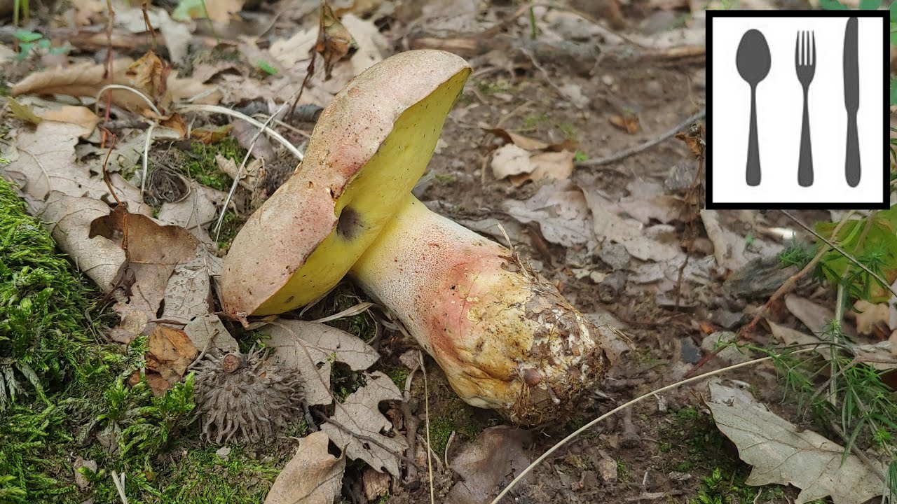 Borowik blednący&nbsp;(Butyriboletus fechtneri) Węgry