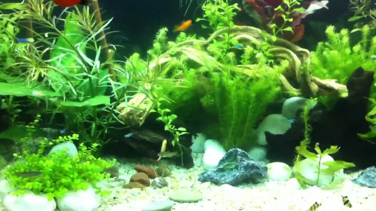 Natur Aquarium 180 liter