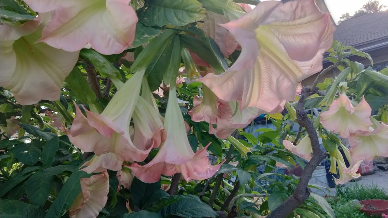 January 18, 2026 PINK ANGEL TRUMPETS 
