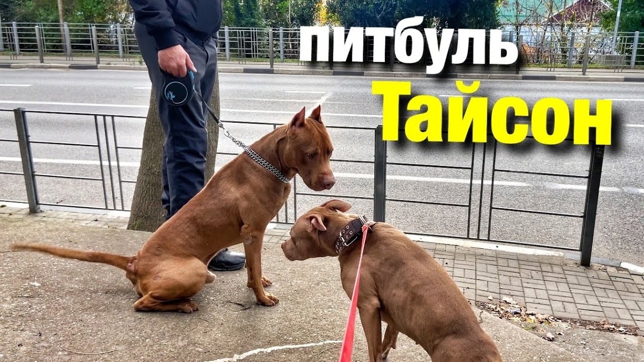 Питбуль Джина пришла на свидание. Сочи, Лазаревское