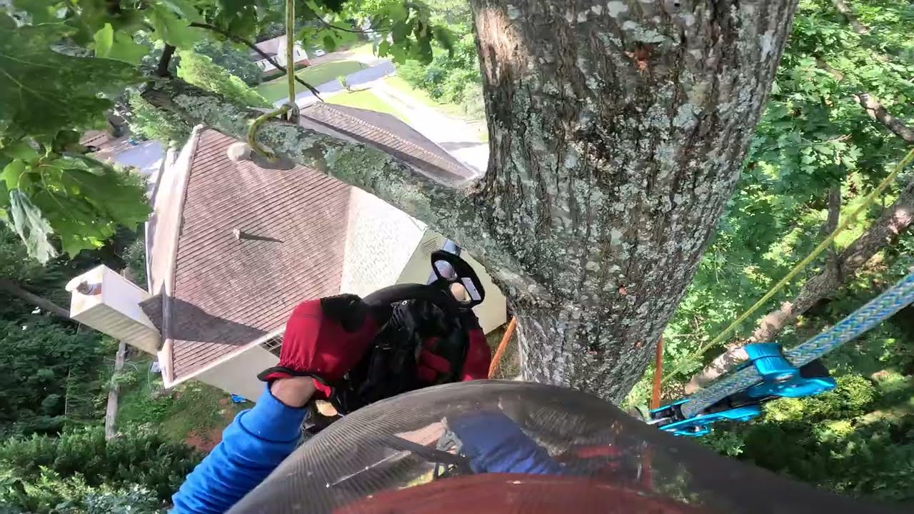 OAK TREE LEANING TWARDS THE HOUSE
