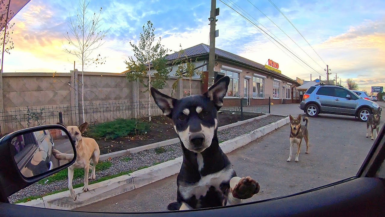 Will you Take me Home? Stray Dog Tried to Get into My Car asking for Help
