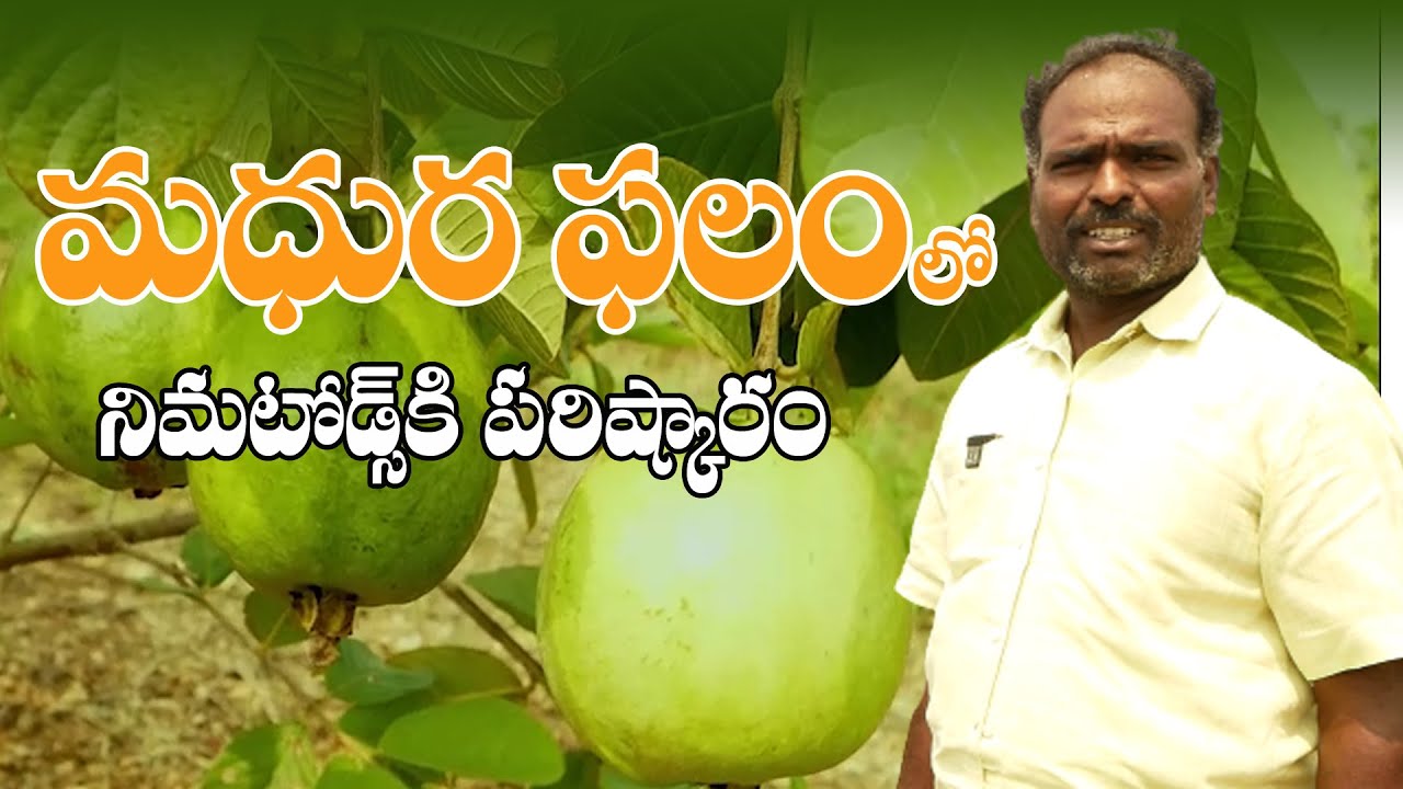 E105 | నిమటోడ్స్‌ నుంచి జామ మొక్కలు కోలుకున్నాయి | Prevent Nematodes in Guava | @GramaBazaar