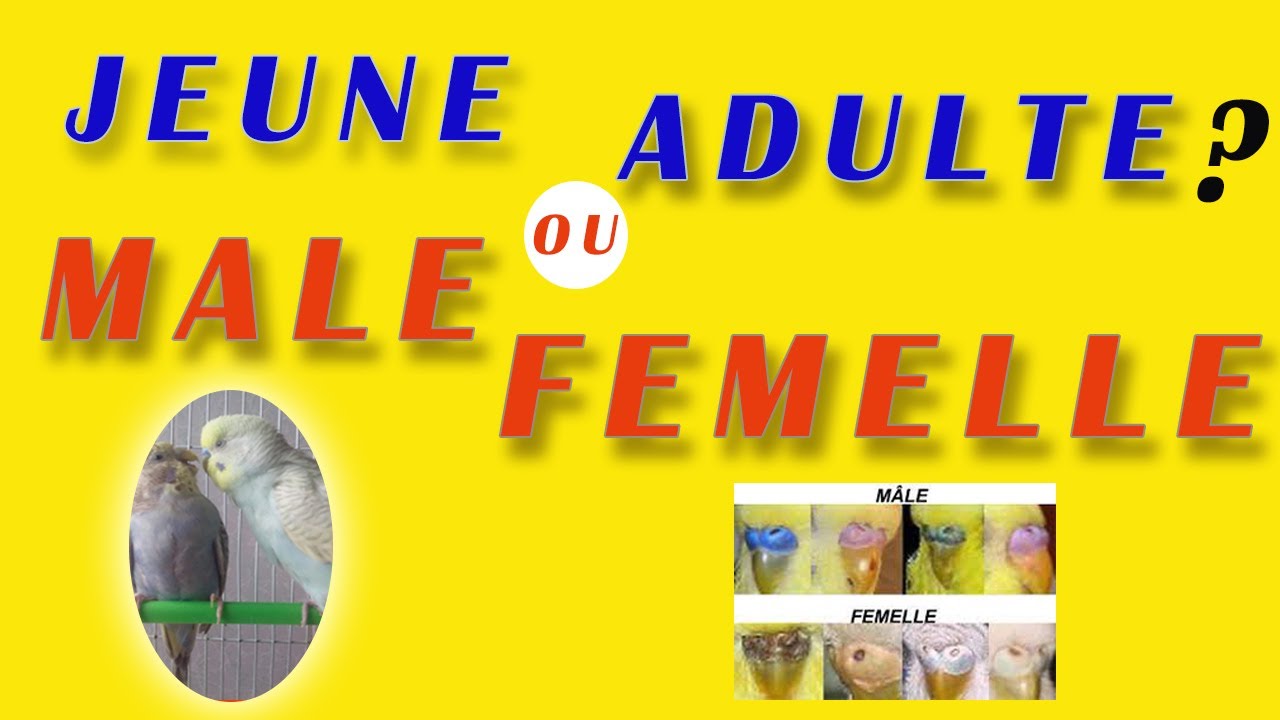?? Comment identifier le sexe d'une  perruche