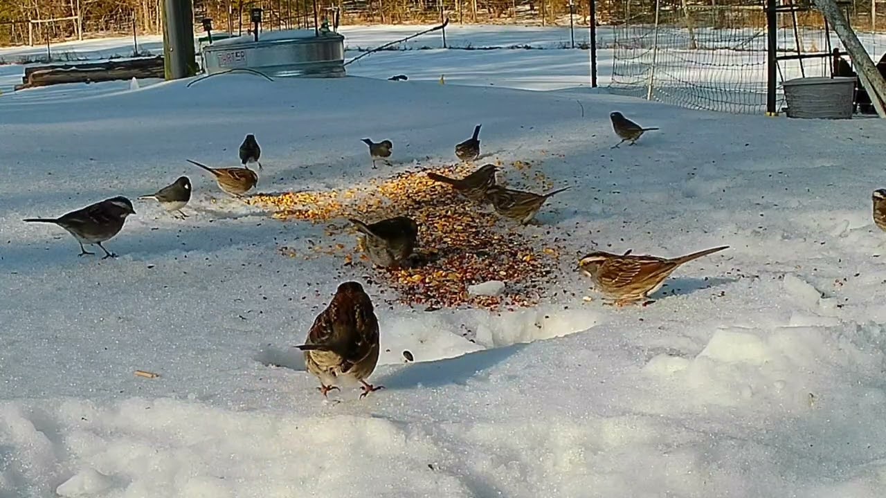 There were a lot of happy birds until there was only one happy bird.