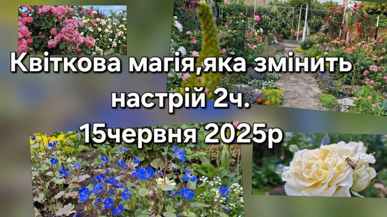 Квіткова магія,яка змінить настрій 2ч./15червня2025р/