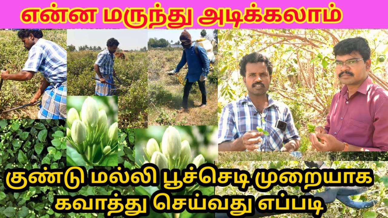 குண்டு மல்லி பூச்செடி கவாத்து செய்வது எப்படி | kundu malli poo chedi | Village thamizha village