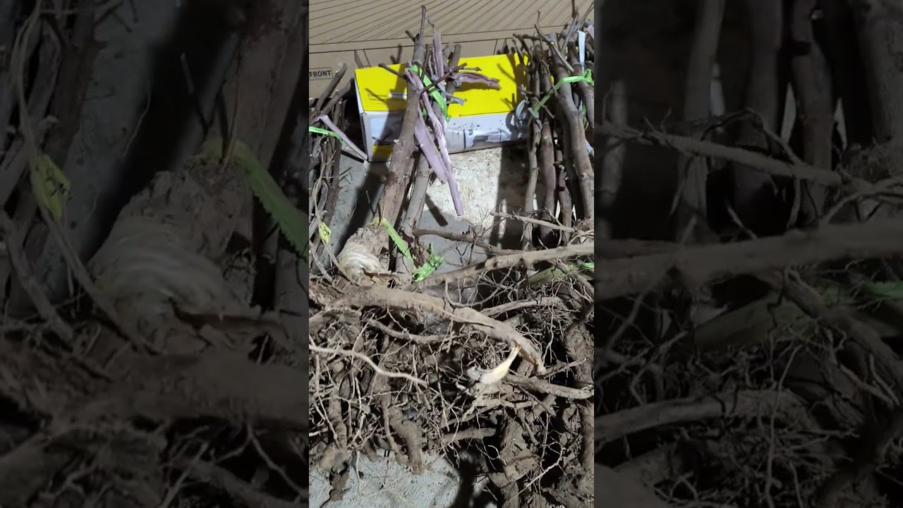 Các giống táo tàu vụ 2025 và chính sách bán hàng của Phú Nông