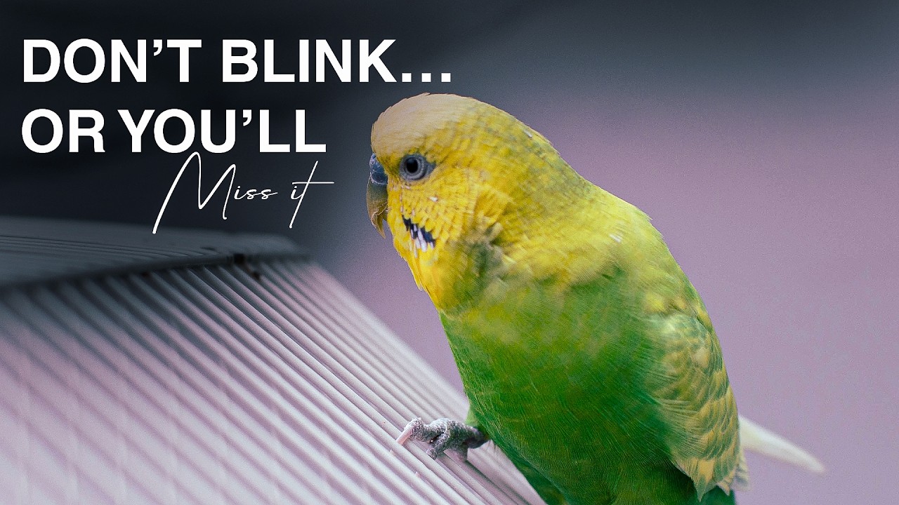 Unexpected Moment: A Stunned Tiny Bird Brings Magic to a Normal Workday