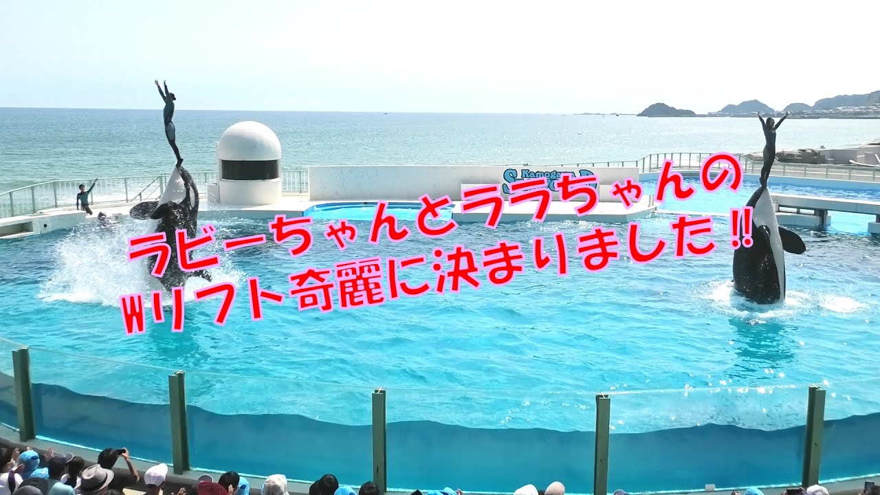 ラビーちゃんとララちゃん、Wリフト奇麗に決まりました‼　＃鴨川シーワールド　＃シャチ