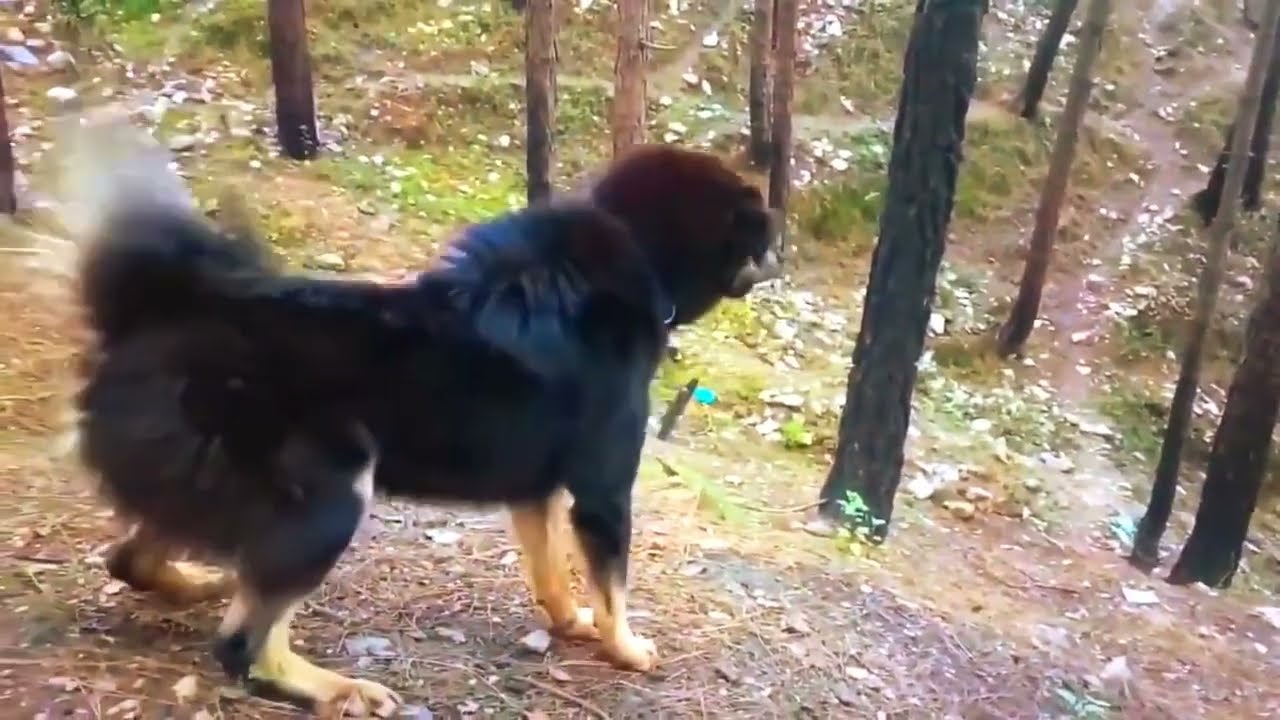 Never mess with this dog! Himalayan shepard dog