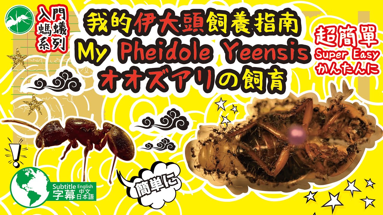 伊大頭蟻飼養經驗
Pheidole yeensis breeding experience
オオズアリの飼育体験