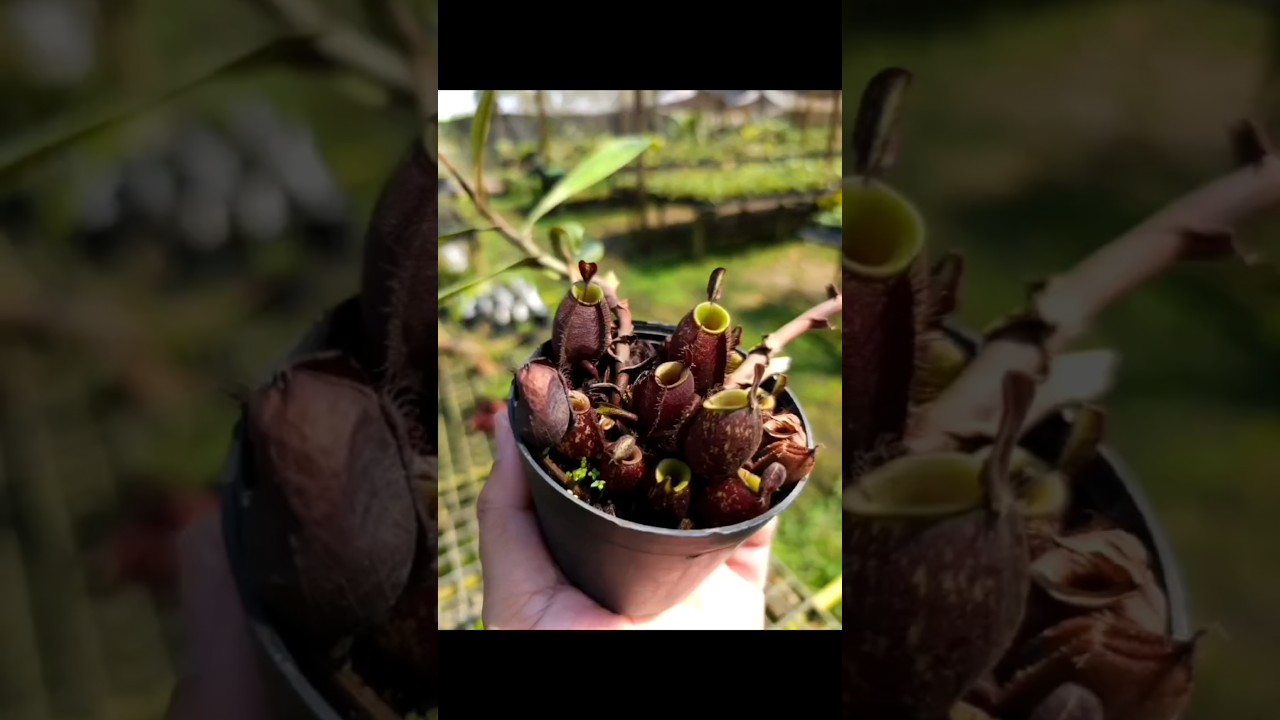 Nepenthes ampullaria 'Black miracle'