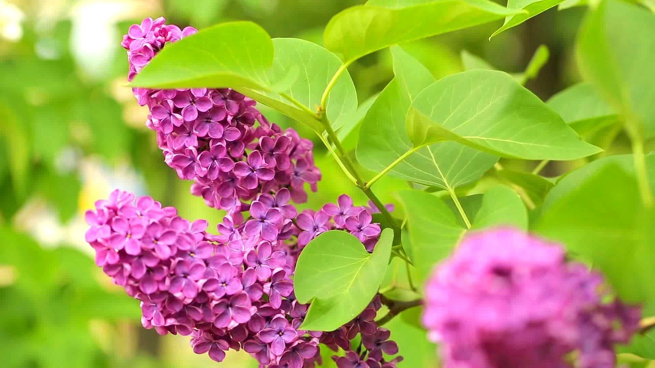 The Most Beautiful Spring Nature 🌸 Relaxing Music for the Soul