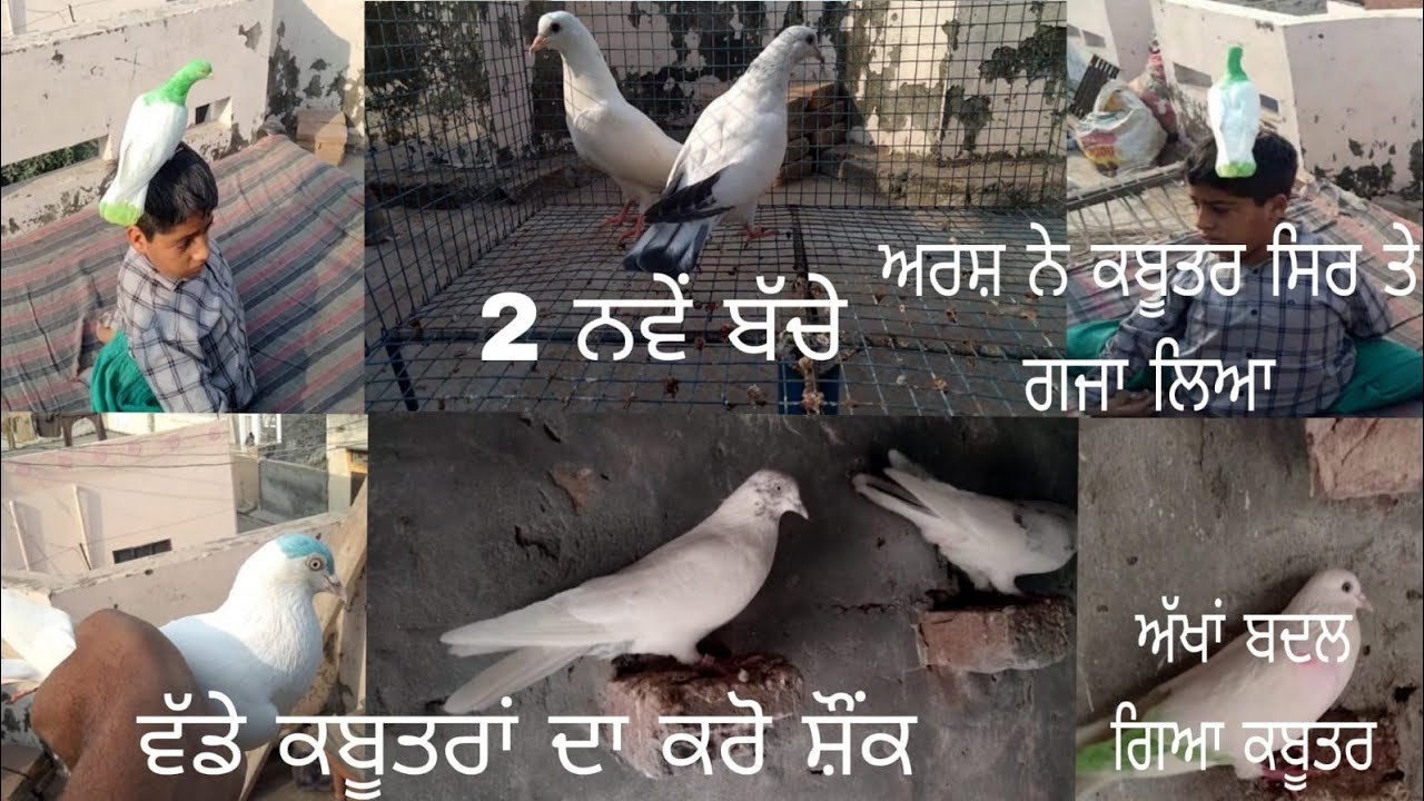 ਅਰਸ਼ ਕਹਿੰਦਾ ਕਬੂਤਰ ਸਿਰ ਤੇ ਗਜਾਉਣਾ ਤੇ ਕਬੂਤਰਾਂ ਦਾ  ਸ਼ੌਂਕ