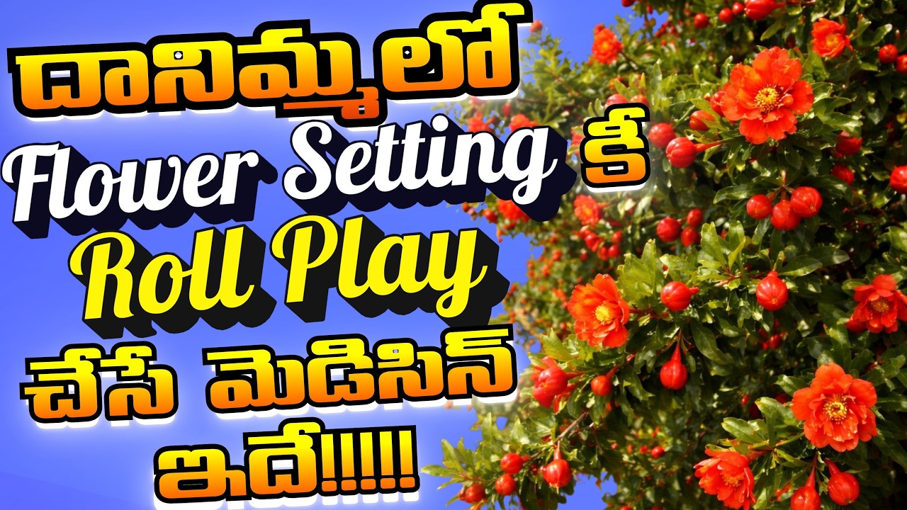 దానిమ్మలో flower Setting కీ Roll Play చేసే మెడిసిన్ ఇదే!!!!!