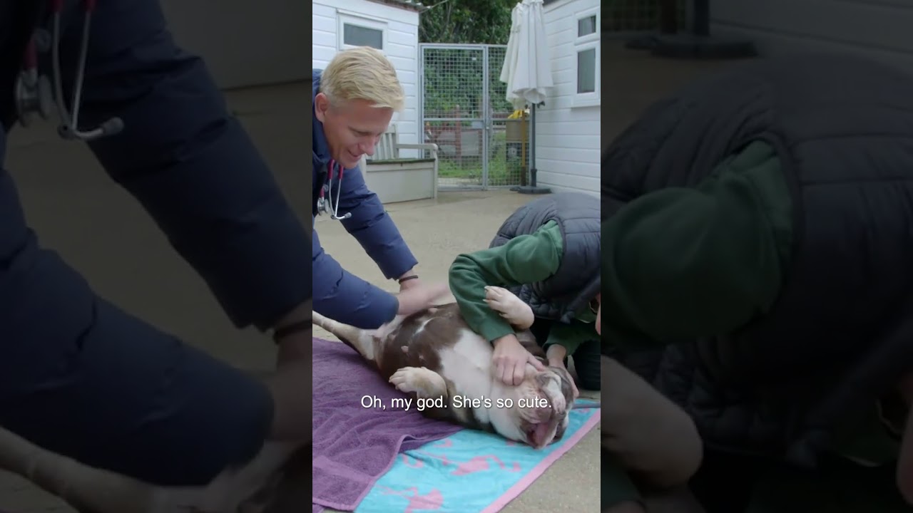Obese Puppy Mill Dog Used as Breeding Machine Gets Rescued 💔 | Bondi Vet #shorts