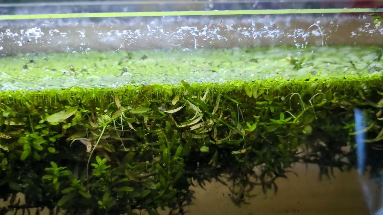 celestial pearl danio breeding project