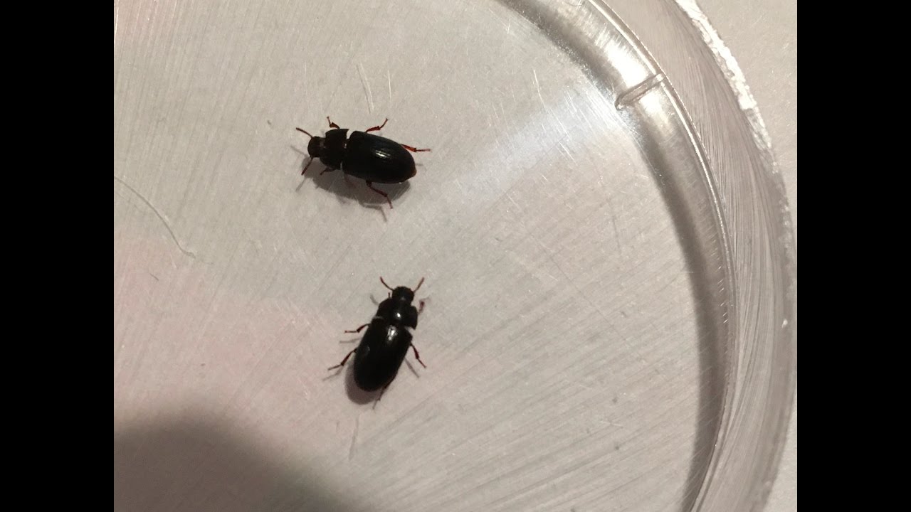 Mini Mealworms-NOT what I thought they were!