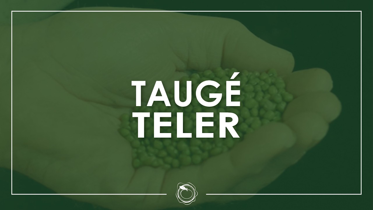 Rondleiding bij de lokale taugé teler van #BoekelAGF