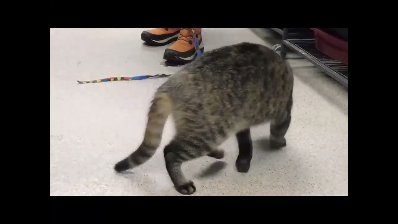 Showing you our adoptable dogs & cats. Introducing ARCHIMEDES!