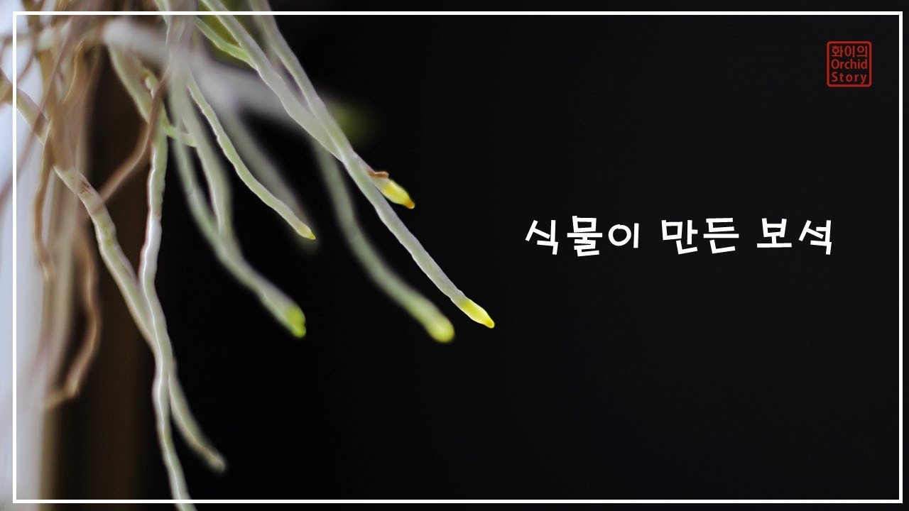 식물이 만든 보석 │ 카틀레야 뿌리 생장점 │ Cattleya Roots tip │ Orchid Root │ 화이 Orchid story