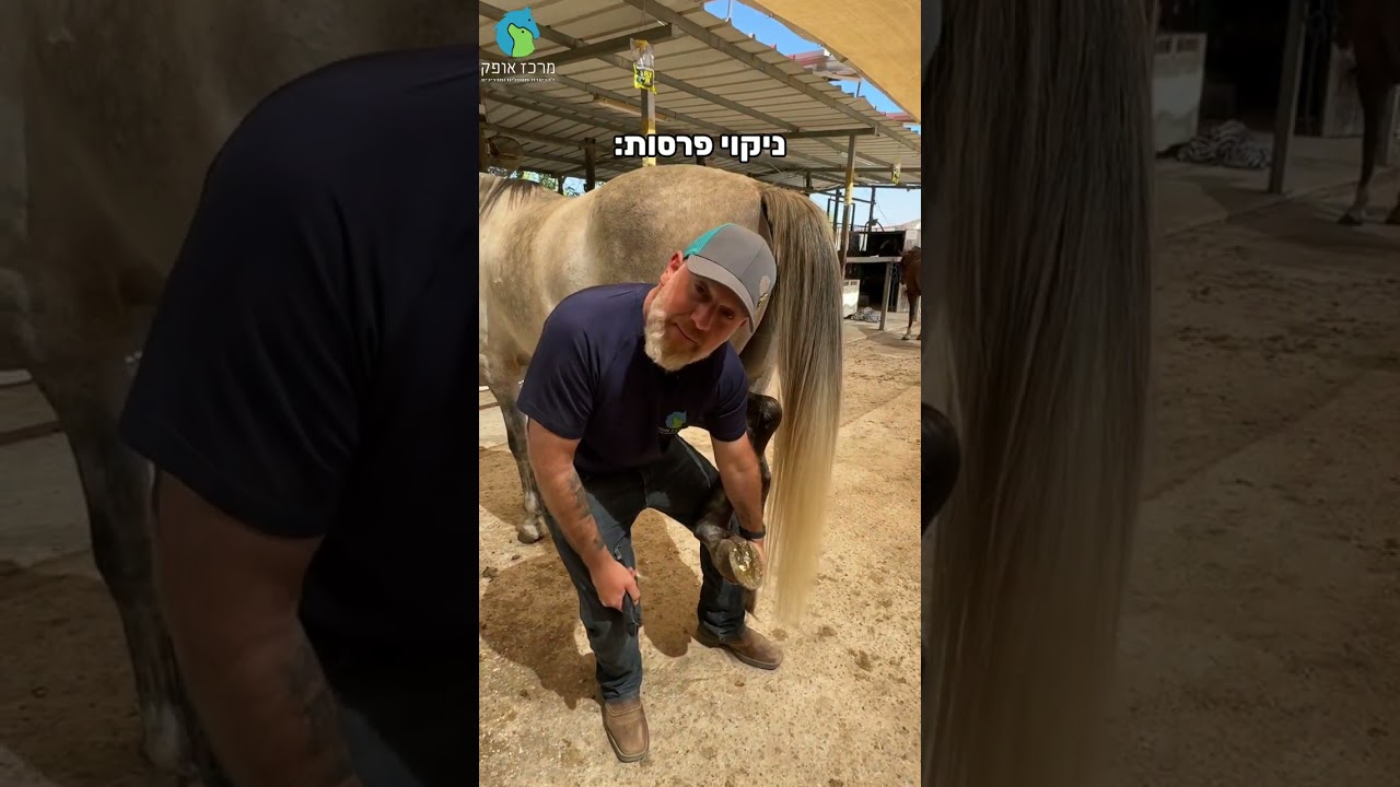 איך לנקות פרסה ולמה