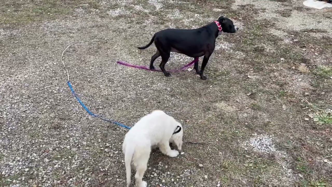 Teaching Puppies to Respect Senior Dogs  -  Dog Whisperer BIG CHUCK MCBRIDE