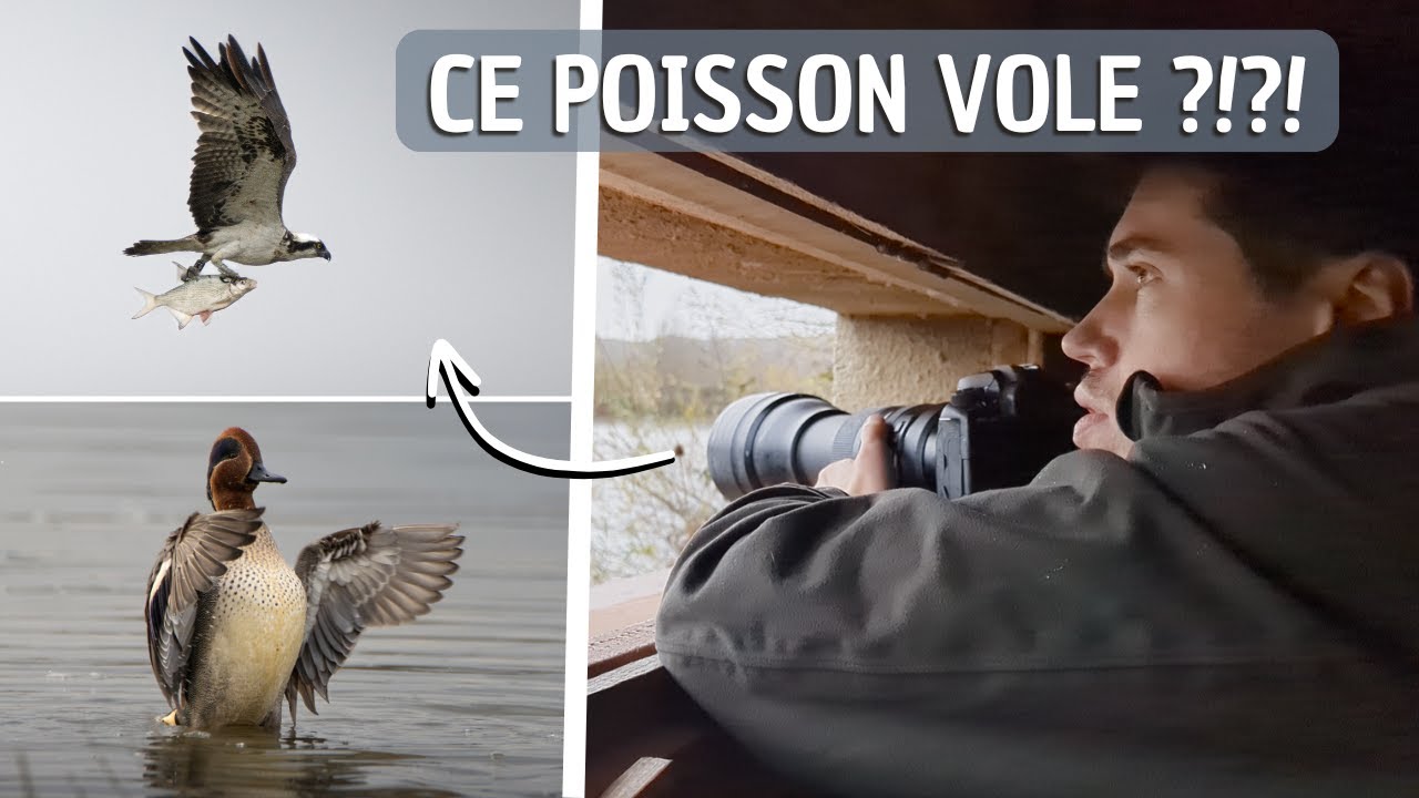 PHOTOS D'OISEAUX : Observation incroyable pendant le test de ma nouvelle GoPro !