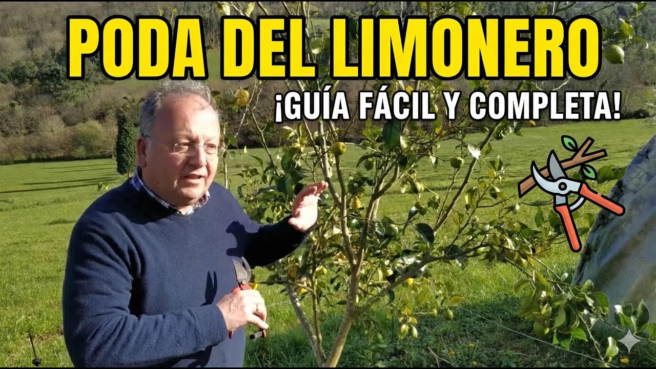 Como podar un limonero || Consejos poda de Frutales #poda