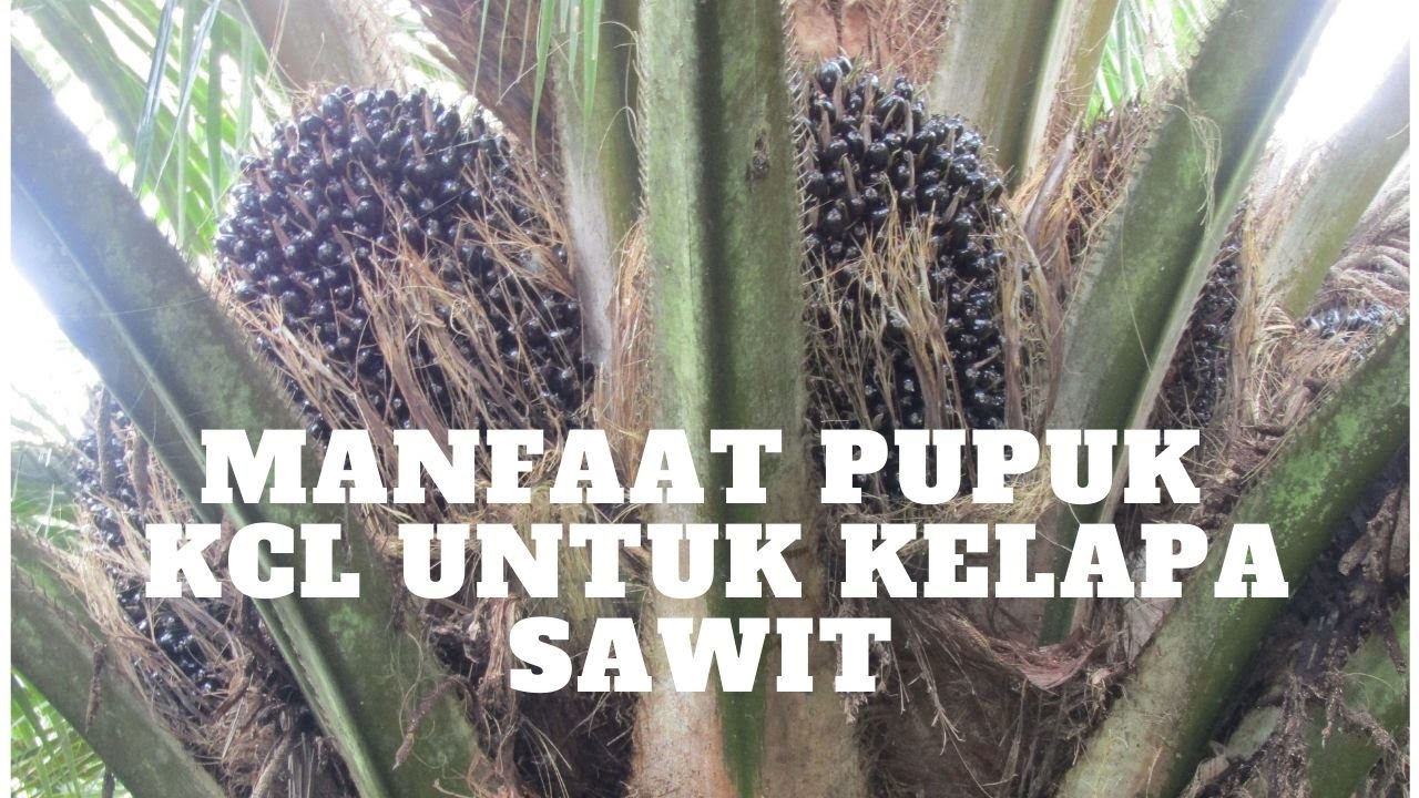 MANFAAT PUPUK KCL UNTUK KELAPA SAWIT