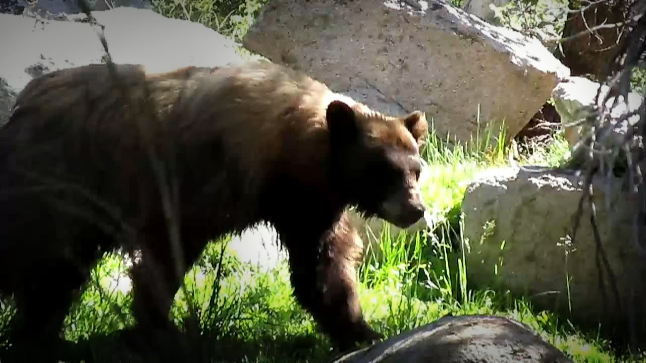 Black Bear at Bubbs Creek - John Muir Trail