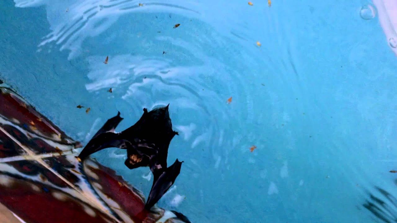 Swimming bat