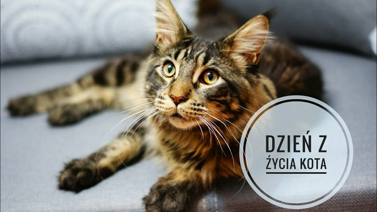 LIFE - Dzień z życia Kota - Maine Coon